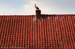 Bocian na dachu