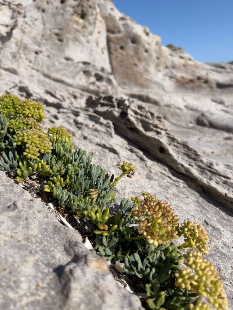 Roślinność na skałach w Sardynii